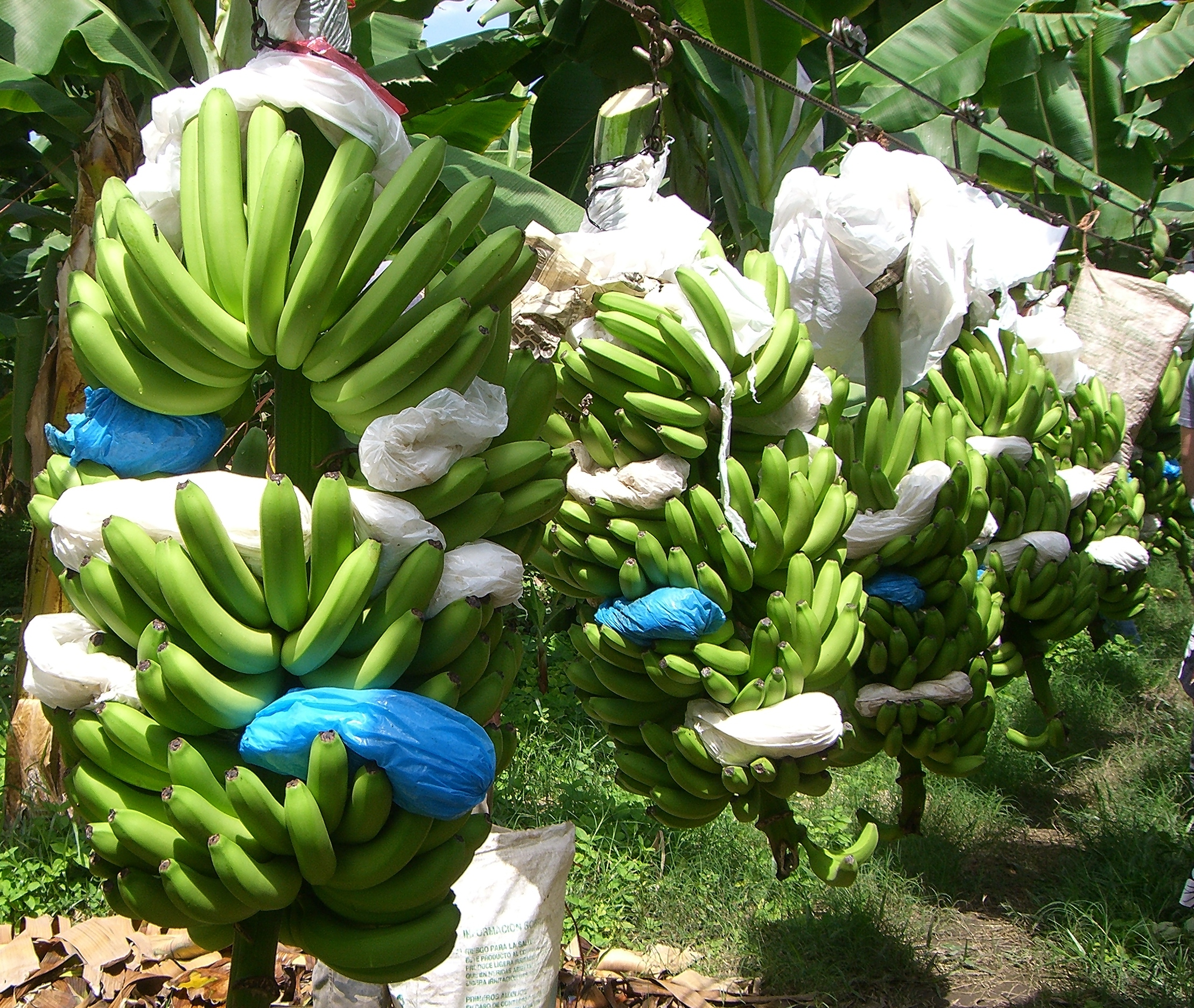 Harvested bananas