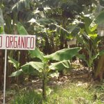 Sustainable Organic Bananas