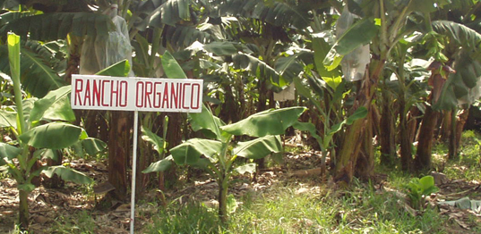 Organics Unlimited’s Five Points to Drive Sales Organic vs Conventional