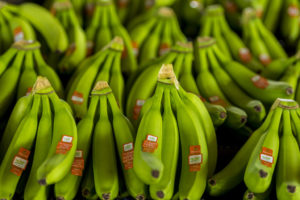 Organics Unlimited Banana Plantation
