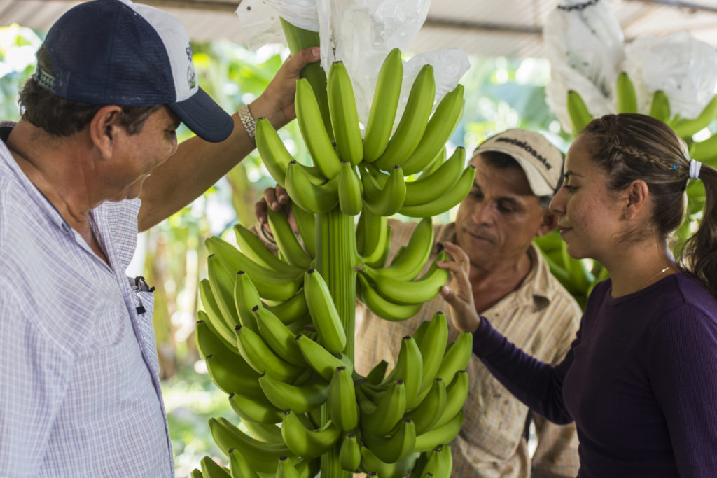 Organics Unlimited Banana Plantation