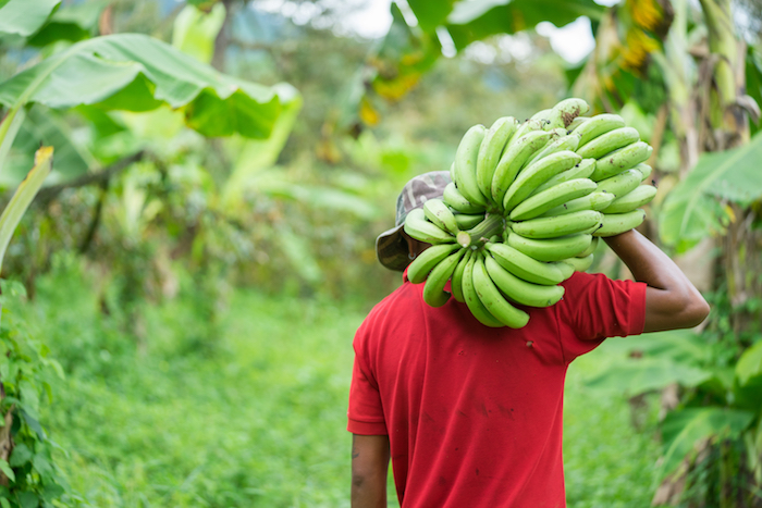 banana farmers and GROW program